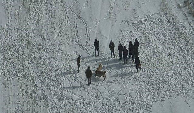 Nevşehir'de köpek dövüşüne jandarma baskını