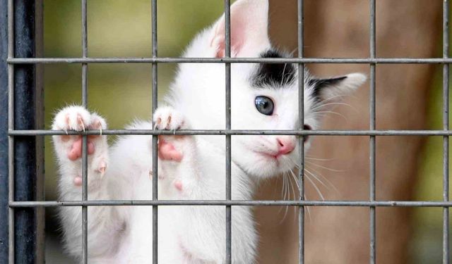 Osmangazi Belediyesi can dostların umudu oluyor