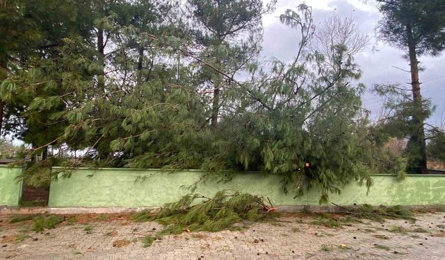 Osmaniye'de şiddetli rüzgar dev ağaçları kökünden söktü