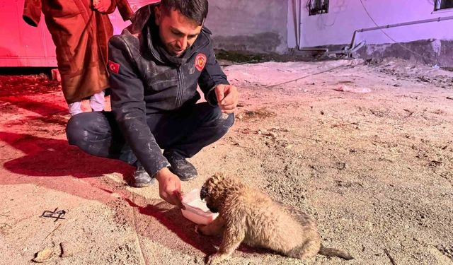 Şanlıurfa'da 20 metrelik sondaj kuyusuna düşen yavru köpek kurtarıldı