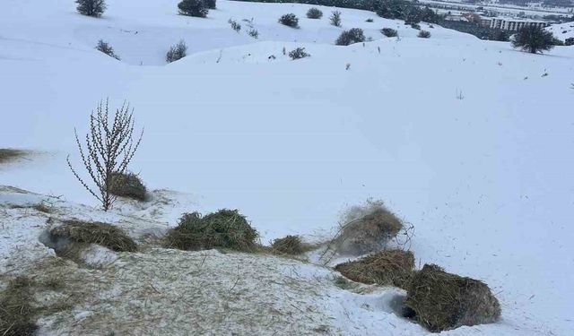 SCÜ, Yabani hayvanlar için doğaya yem bıraktı