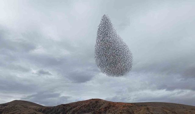 Sığırcık kuşlarından görsel şölen