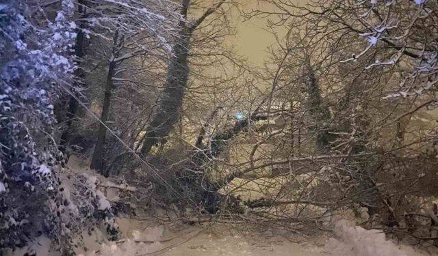 Sinop'ta ağaç devrildi