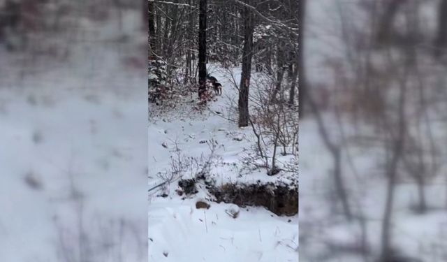 Sinop'ta yiyecek arayan karacalar kameralara yansıdı