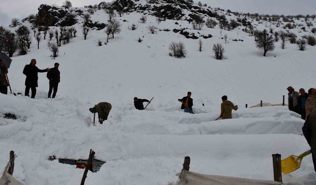 Şırnak'ta bal arıları çığ altında kaldı