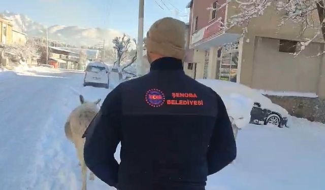 Şırnak'ta sokak hayvanları barınaklara toplandı