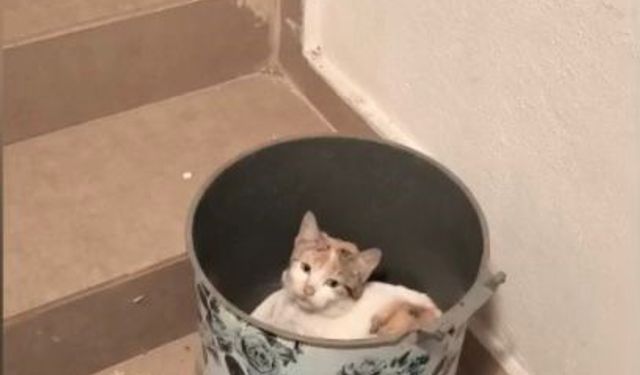 Soğuktan korunmak isteyen kedi çöp kutusuna sığındı