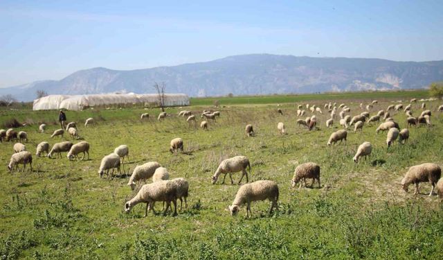 Söke'de yetiştiricilere destekleme icmali uyarısı