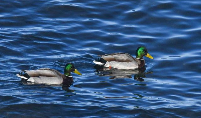 Tatvan sahilinde yeşilbaş ördekler fotoğraflandı