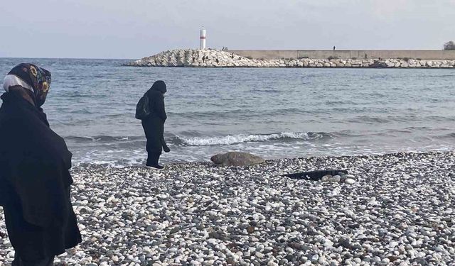 Telef olan caretta caretta halk plajına vurdu