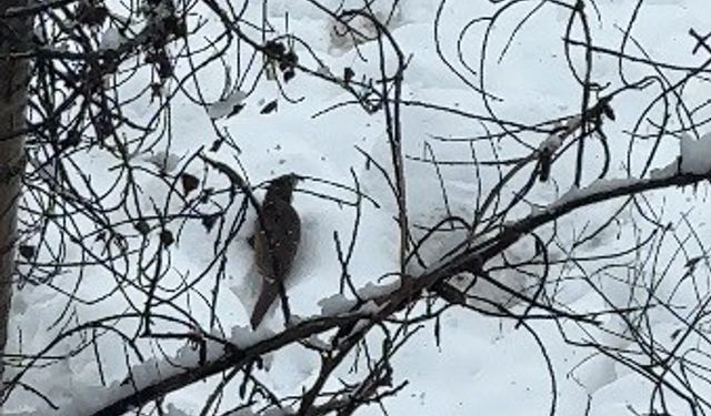 Tunceli'de beyaz örtü üzerinde nadir anlar: Nesli tehlike altındaki su samuru kamerada