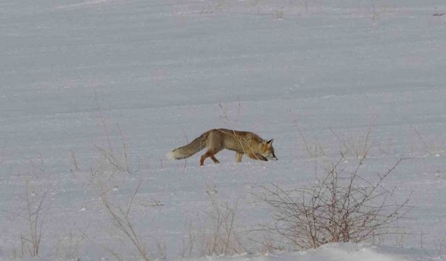 Van'da tilkilerin kar altındaki fare avı görüntülendi