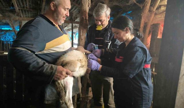 Yalova'da hayvan sağlığına yönelik çalışmalar sürüyor