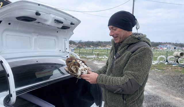 Yaralı şahin koruma altına alındı