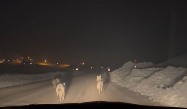 Yüksekova'da aç kalan kurt sürüsü köy yoluna indi