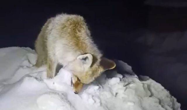 Yüksekova'da Sibirya soğukları: Tilki ayakta dondu