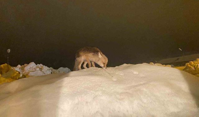 Aç kalan tilkiye şefkat eli: 'O yedikçe ben mutlu oldum'