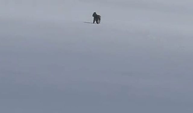 Adilcevaz'da kar üzerinde vaşak görüntülendi