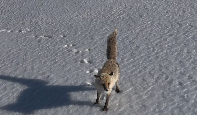 Adilcevaz'da tilkinin dron ile imtihanı