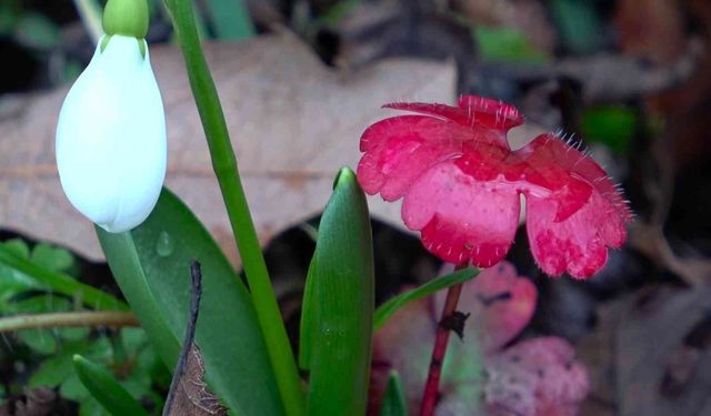 Amasya'nın dağlarında çiçekler açmaya başladı: 'Anadolu'daki bitkiler milli servet'