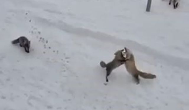 Ardahan'da tilkilerin 'ekmek kavgası' kamerada