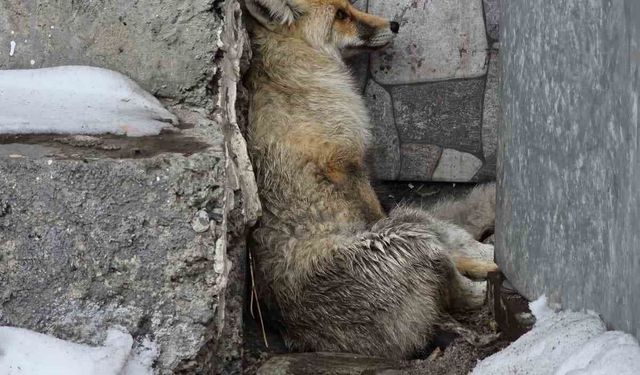 Ardahan'ın Damal ilçesinde yaralanan tilkiye belediye başkanı sahip çıktı