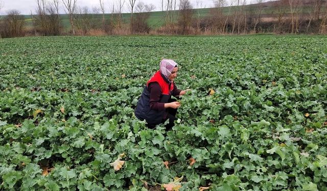 Babaeski'de kanola ekim alanlarında teknik kontrol yapıldı