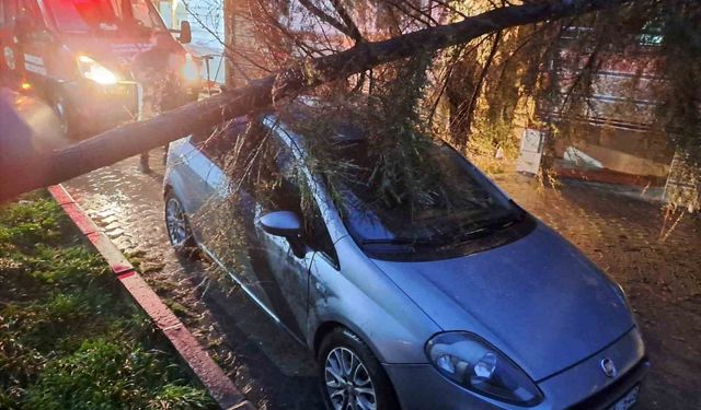 Babaeski'de kuvvetli rüzgarda otomobilin üzerine ağaç devrildi