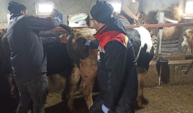 Beyşehir'de şap ile mücadelede çalışmaları