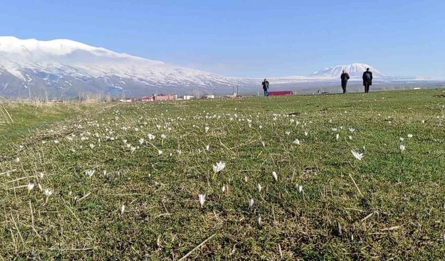 Bitlis'te kardelen ve çiğdemler açtı