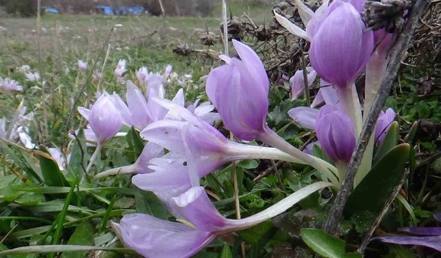 Bolu'da baharın müjdecisi çiğdemler çiçek açtı