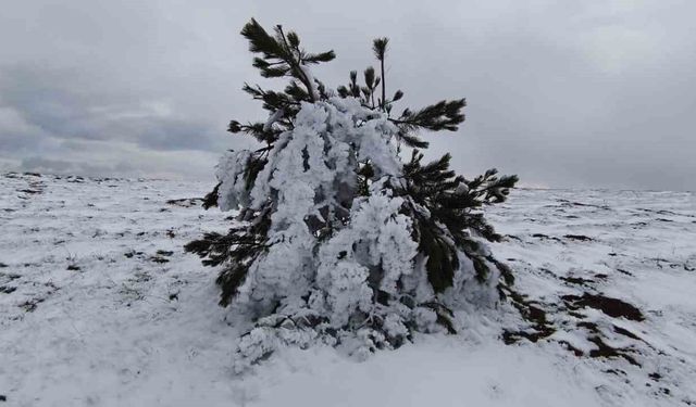Bolu'da soğuk hava ağaçları dondurdu