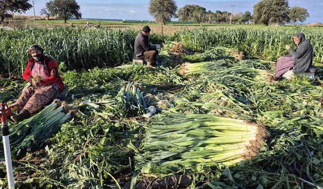 Çanakkale'de kışlık sebzelerde hastalık, zararlı ve yabancı ot sürveyleri gerçekleştirildi