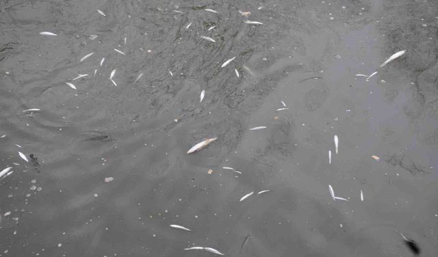 Çayda korkutan görüntü: Yüzeye çıkan balıklar ölüyor