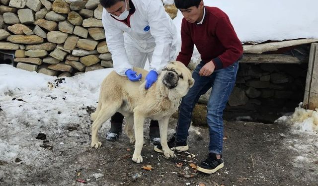 Diyadin'de köpeklere kuduz aşısı uygulaması başladı