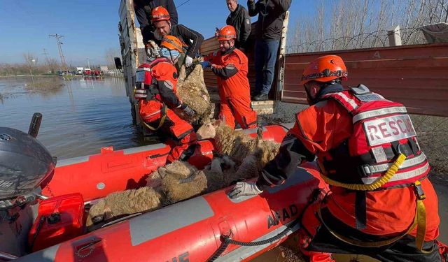 Edirne'de taşan su seviyesi yer yer 2.5 metreye yükseldi: Mahsur kalan hayvanlar kurtarılıyor
