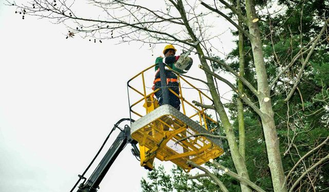 Esenyurt'ta bahar hazırlıkları başladı: Ağaçlar budanıyor