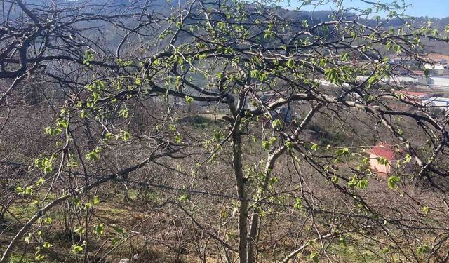 Fındık üreticilerine sigorta uyarısı