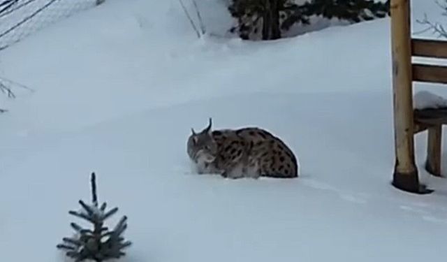 Gümüşhane'de bir evin bahçesinde vaşak görüntülendi
