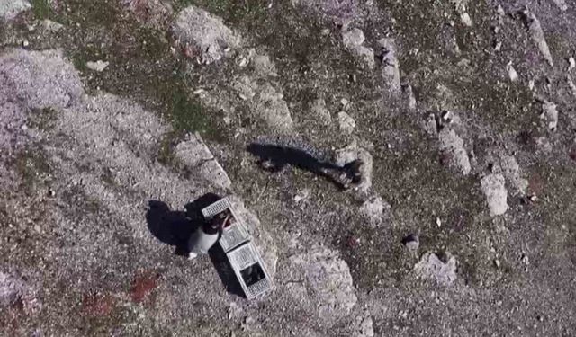 Habur'da ele geçirilen 38 kınalı keklik doğaya salındı