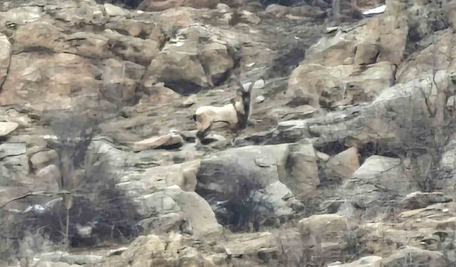 Hizan'da dağ keçileri sürü halinde görüntülendi