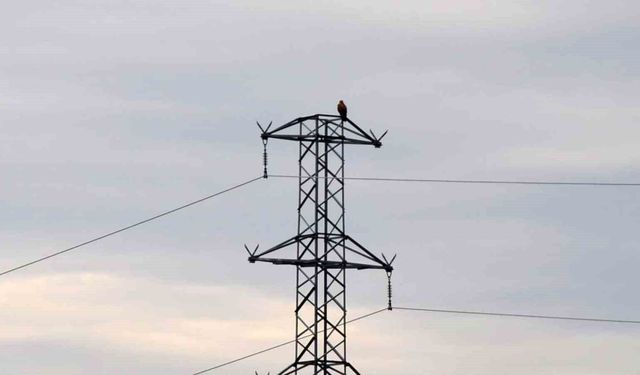 Iğdır'da Kızıl Şahin görüntülendi