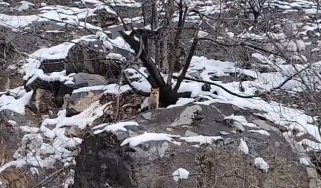 Karlar arasında yiyecek arayan tilki görüntülendi