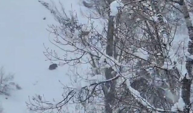 Karlı havada yiyecek arayan yaban domuzu görüntülendi