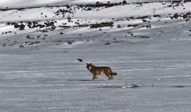 Kars'ta hareket halindeki aracı takip eden kurt kameraya yansıdı