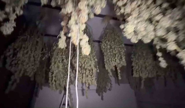 Kırklareli'nde 54 kilogram esrar ele geçirildi: 1 tutuklama