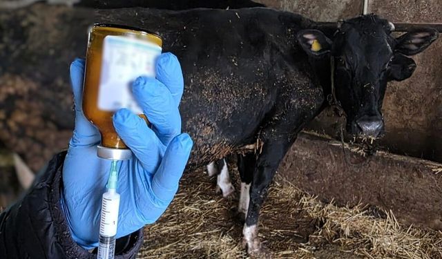 Kırklareli'nde büyükbaş hayvanlara şap aşısı