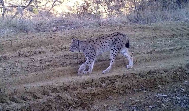 Kırmızı listedeki ormanın hayaleti vaşak fotokapana takıldı