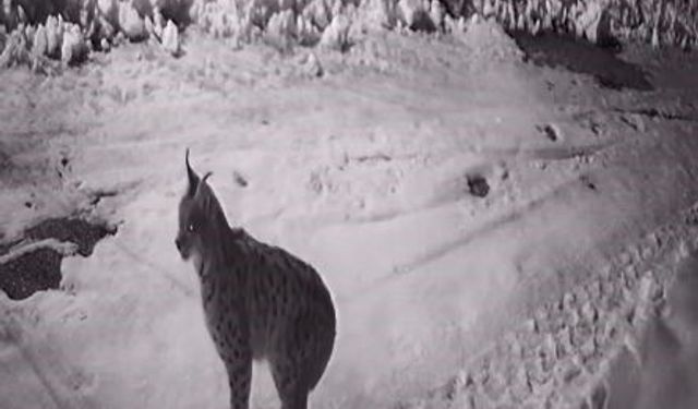 Köye inen aç kalan yabani hayvanlar güvenlik kameralarına yakalandı