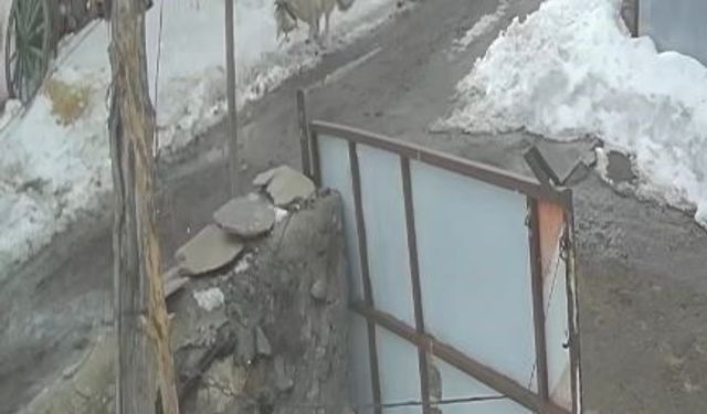 Köye inen kurt kaz sürüsüne saldırdı